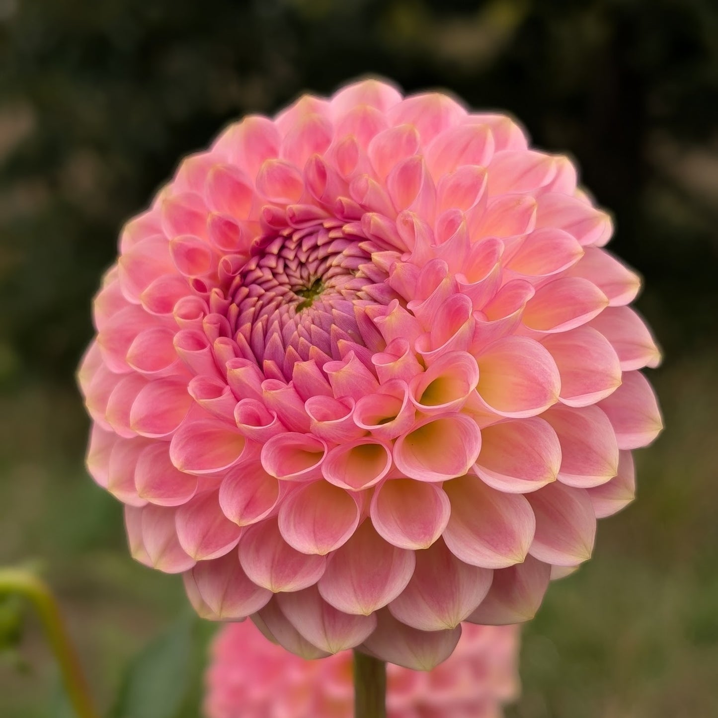 20th Ave Softer Peach