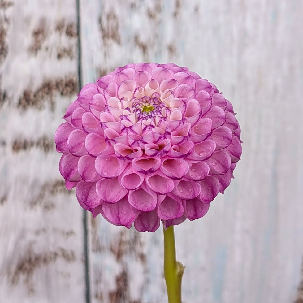 Bloomquist Wonderful