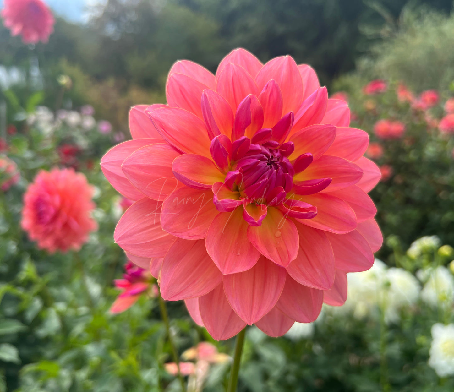 NOID Cheryl's Waterlily
