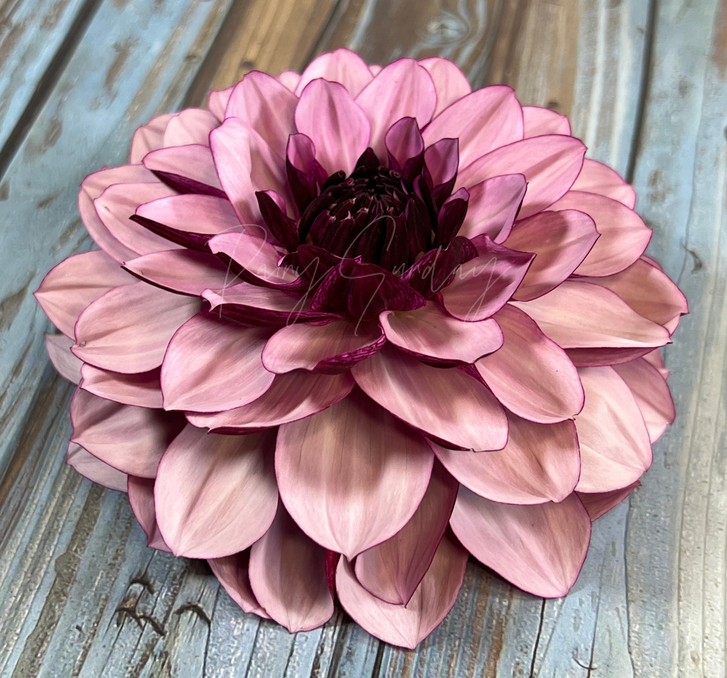 Creme de Cassis