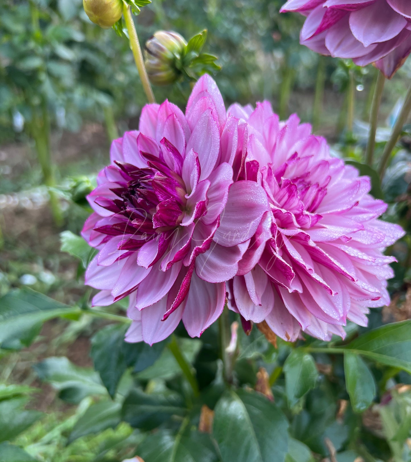 Creme de Cassis