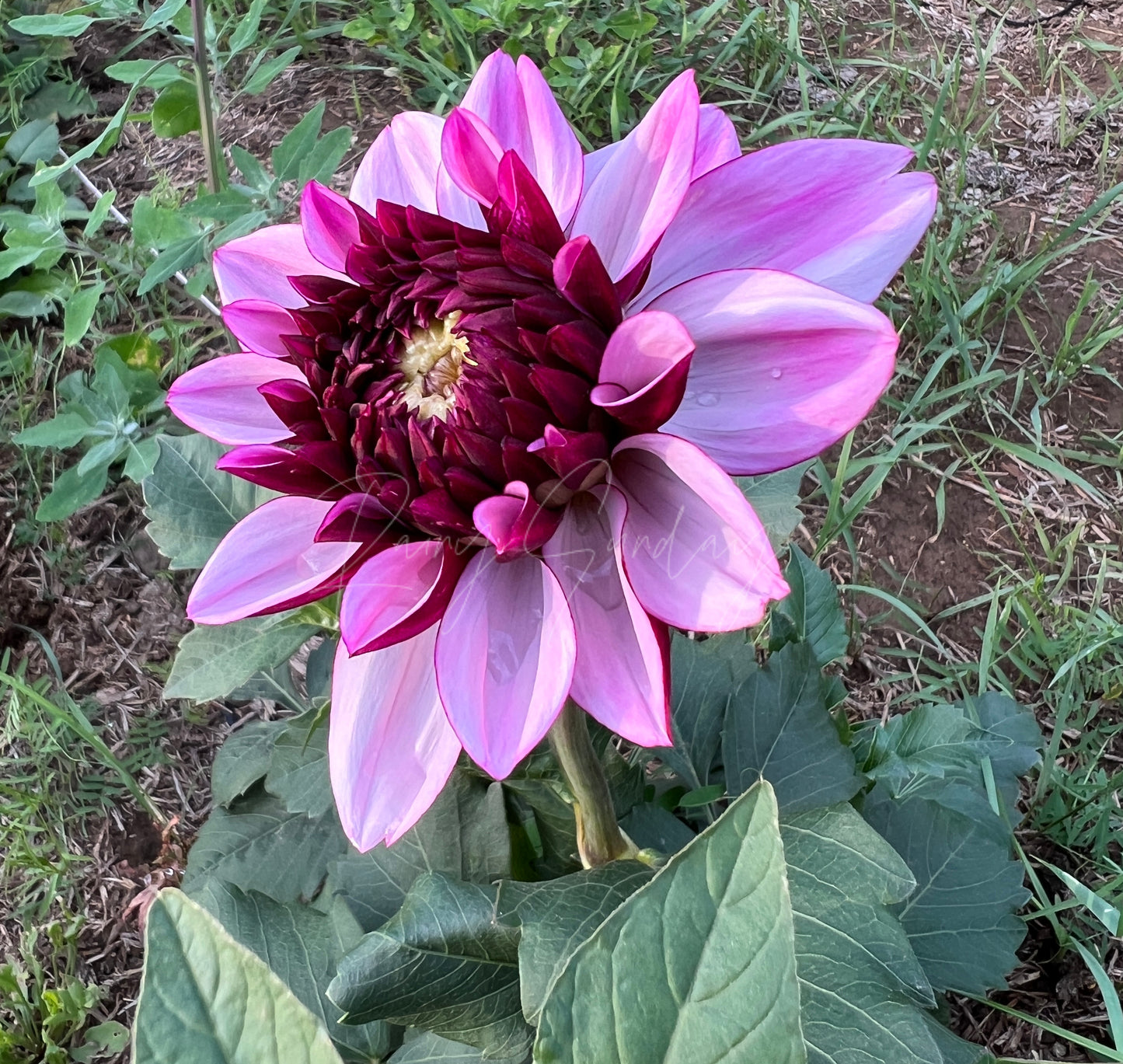 Creme de Cassis