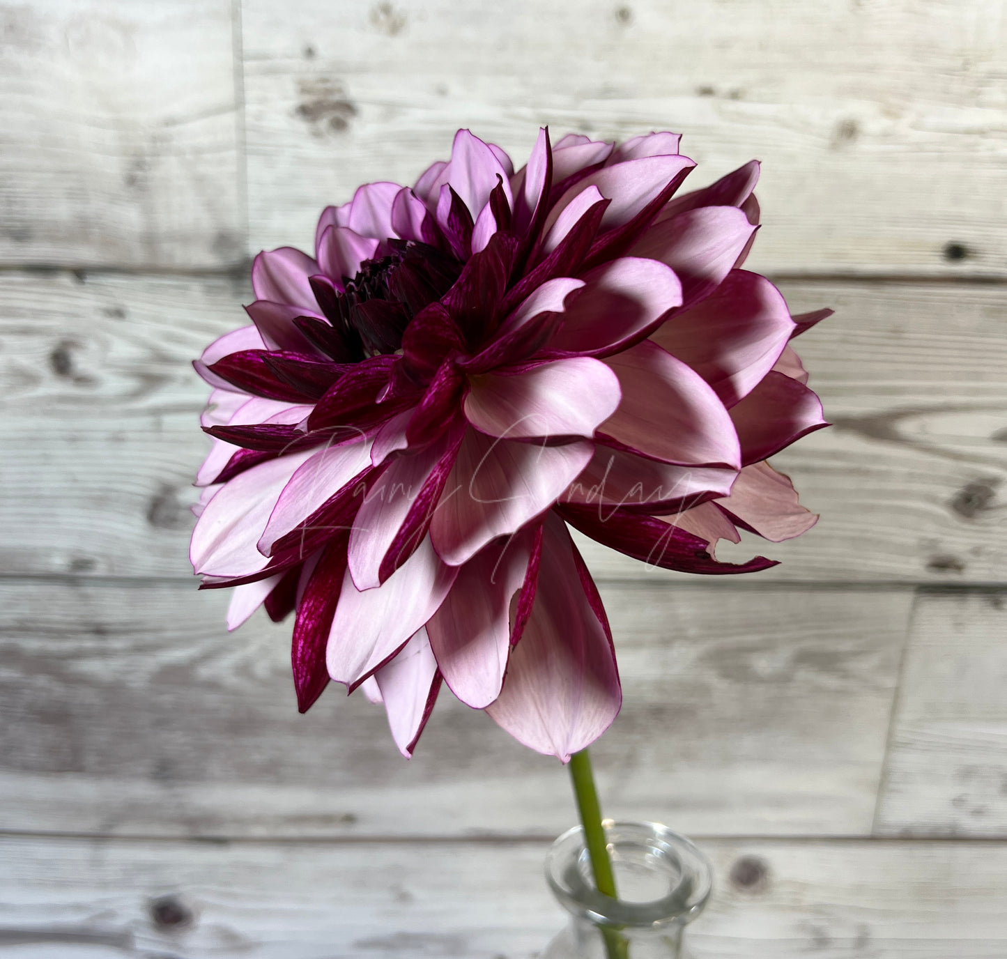 Creme de Cassis