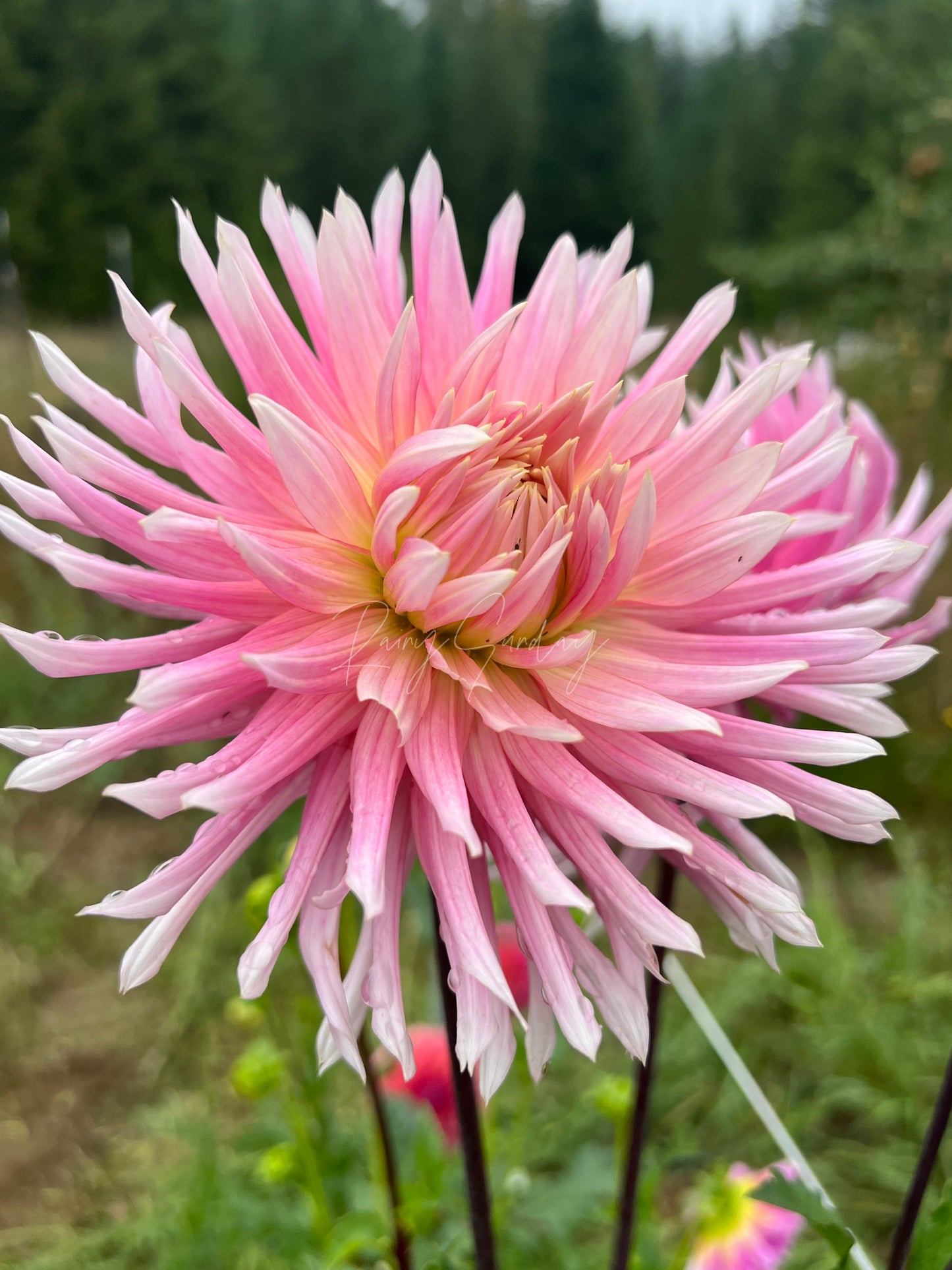 Hollyhill Cotton Candy
