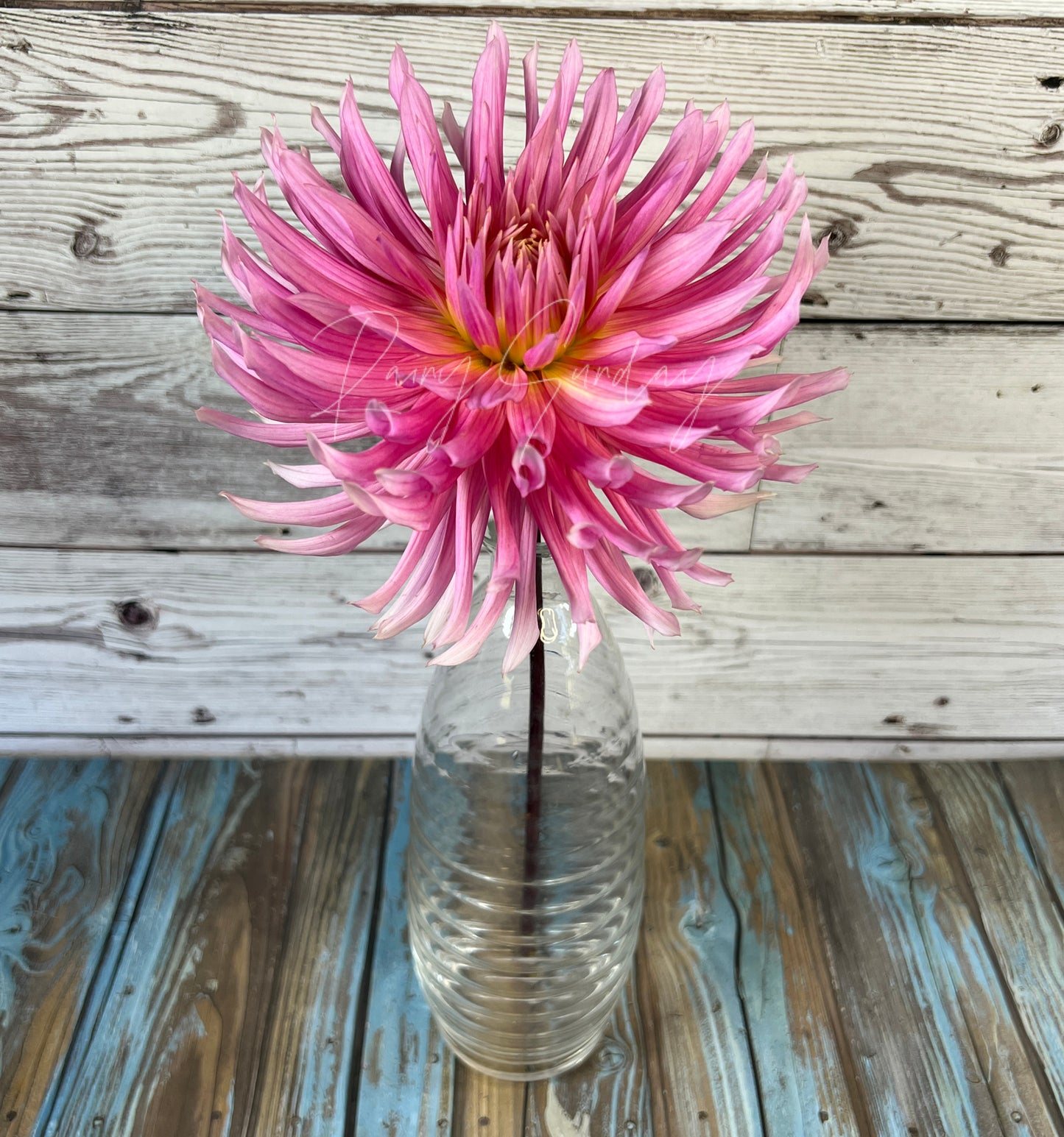 Hollyhill Cotton Candy