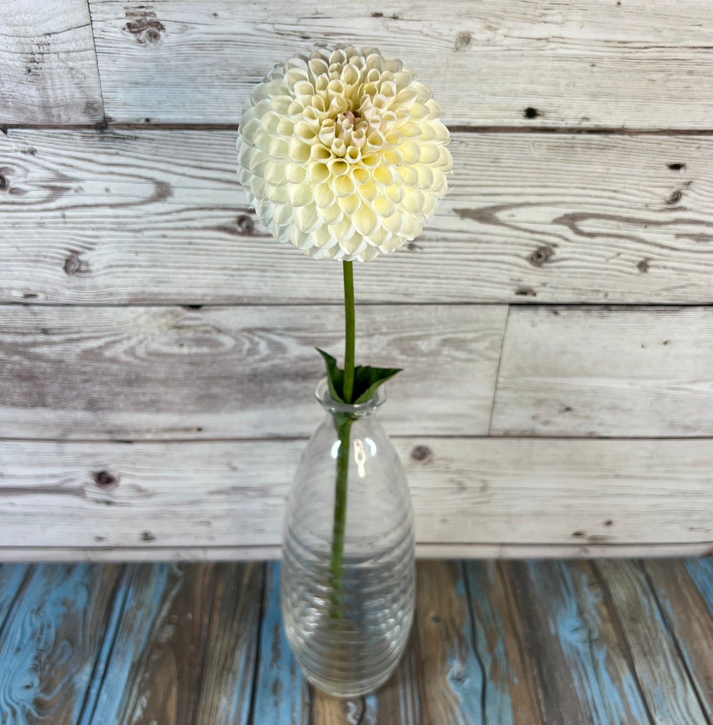 Hollyhill Miss White