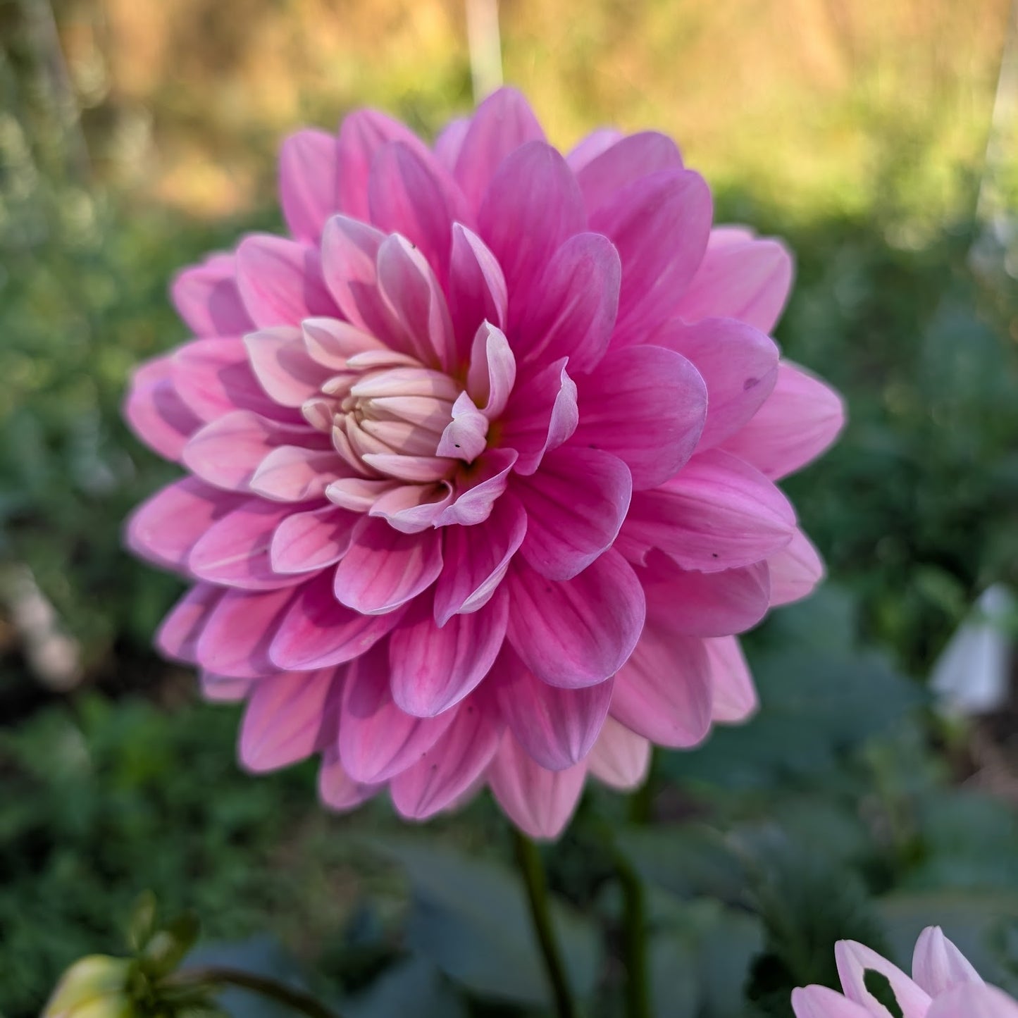 Hollyhill Pink Parfait