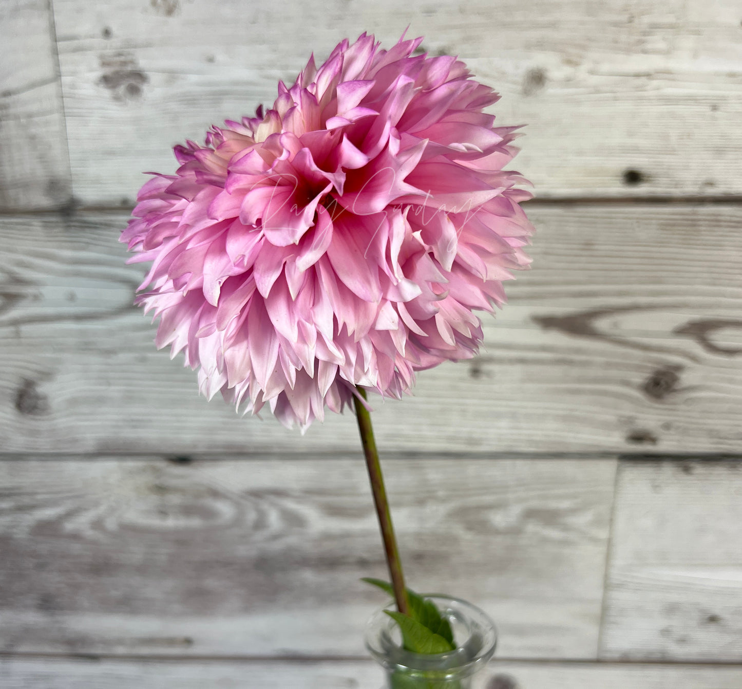 Hollyhill Pinkie