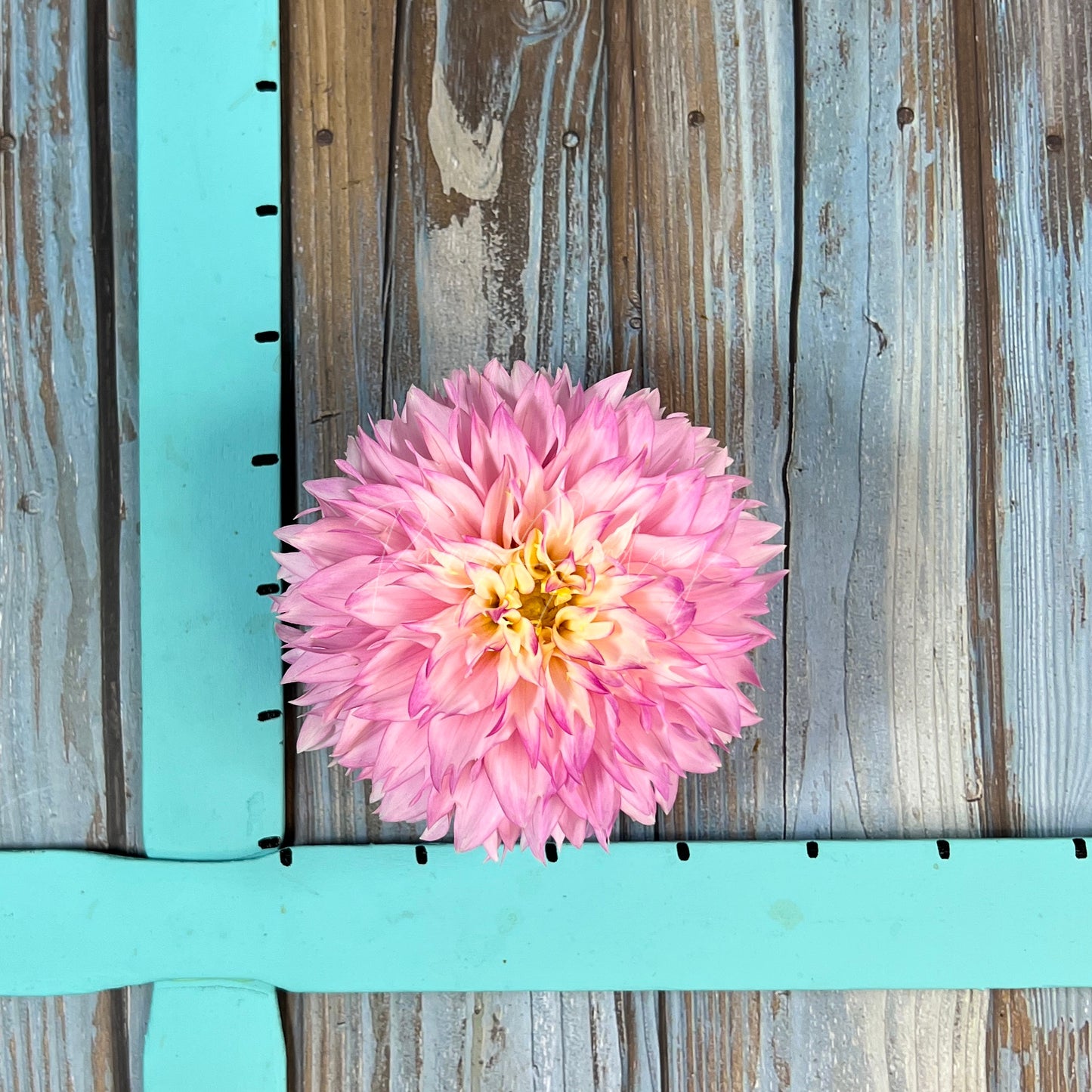 Hollyhill Pinkie