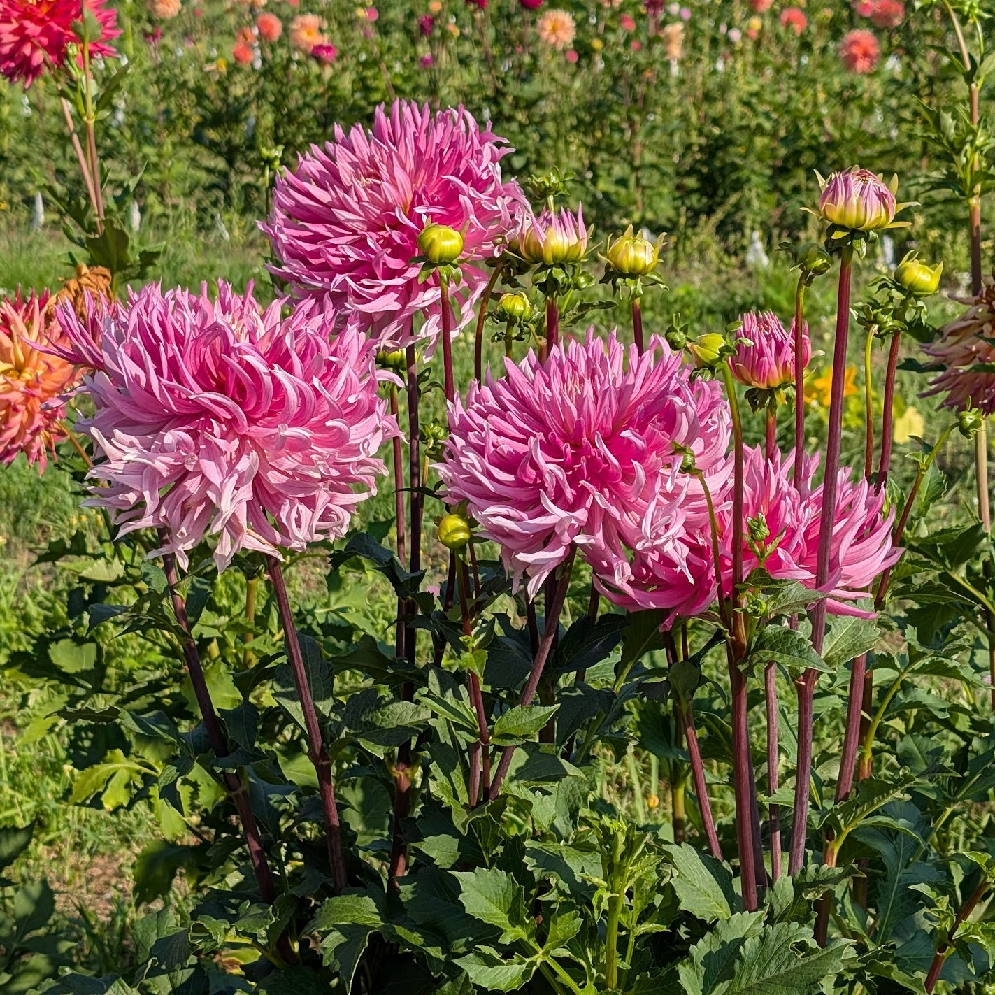 Hollyhill Cotton Candy