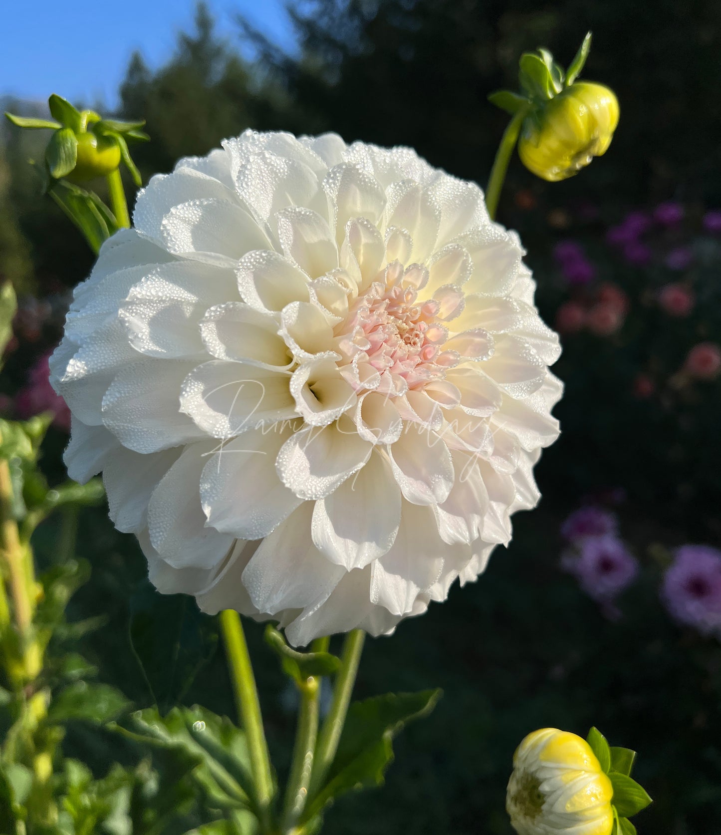 Irish Ruffles