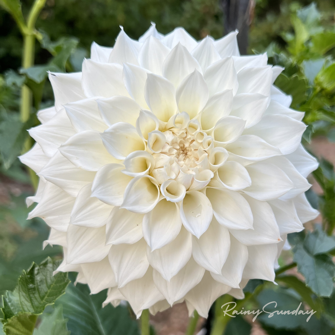 FREE KA's™ Bella Luna tuber with Mystery dahlia tuber purchase (Flowers Feed Families Fundraiser)