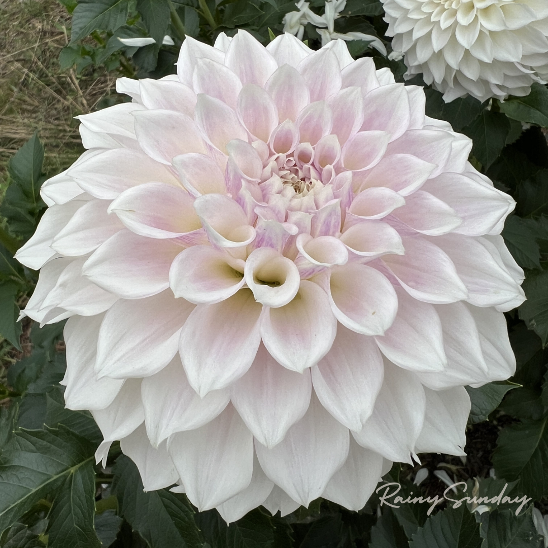 FREE KA's™ Bella Luna tuber with Mystery dahlia tuber purchase (Flowers Feed Families Fundraiser)
