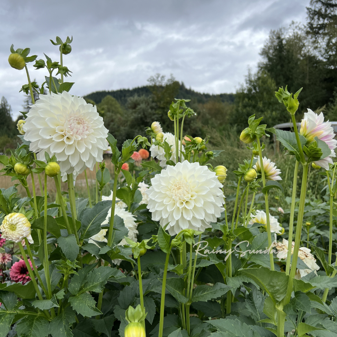 FREE KA's™ Bella Luna tuber with Mystery dahlia tuber purchase (Flowers Feed Families Fundraiser)