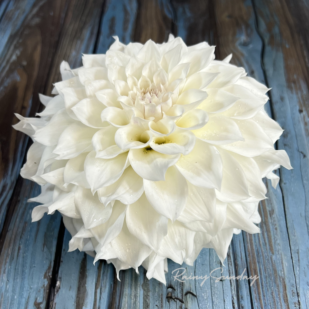 FREE KA's™ Bella Luna tuber with Mystery dahlia tuber purchase (Flowers Feed Families Fundraiser)
