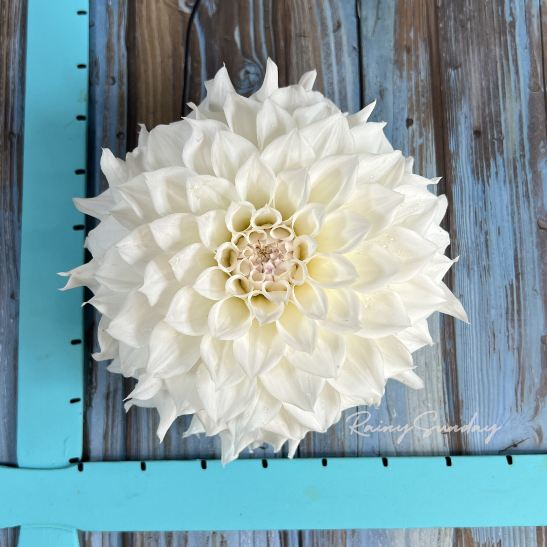 FREE KA's™ Bella Luna tuber with Mystery dahlia tuber purchase (Flowers Feed Families Fundraiser)