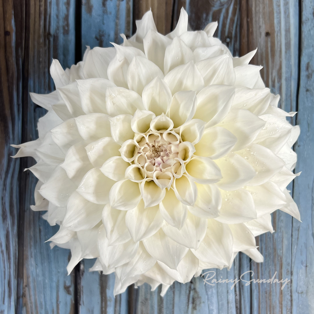 FREE KA's™ Bella Luna tuber with Mystery dahlia tuber purchase (Flowers Feed Families Fundraiser)