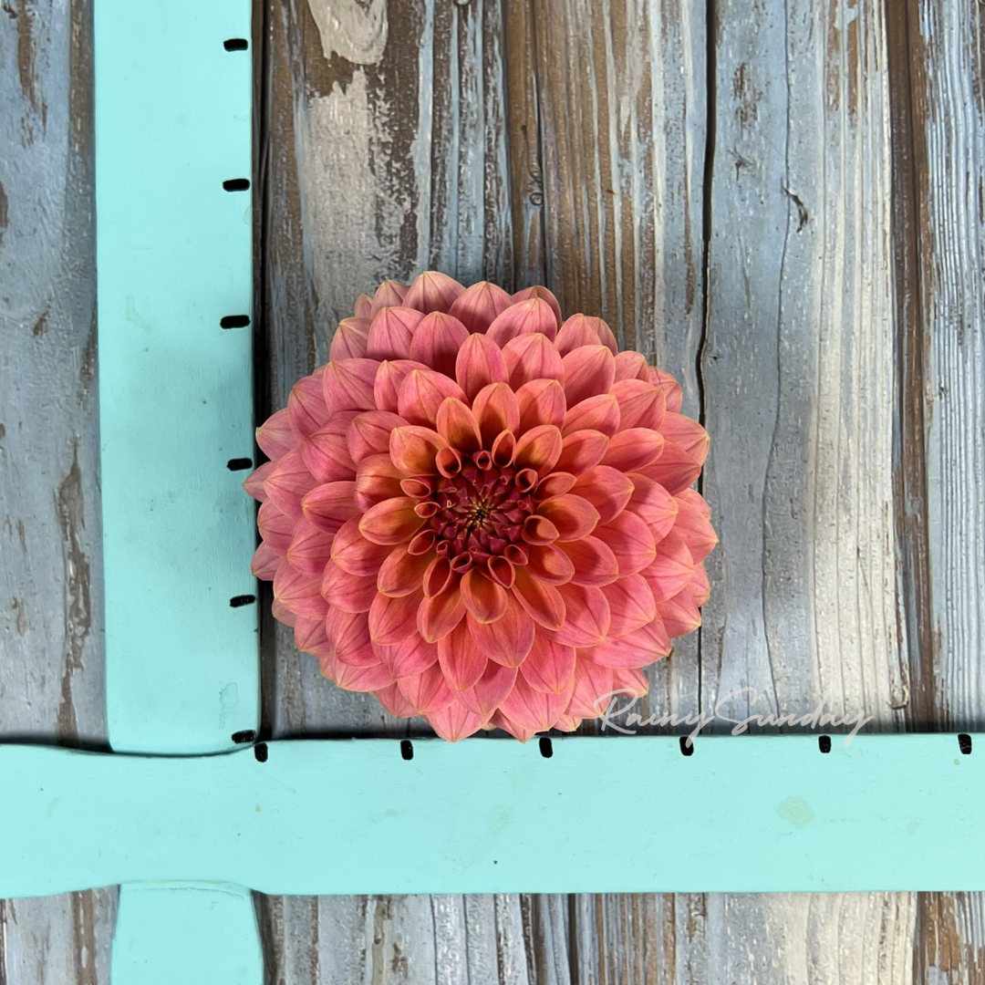 FREE KA's™ Boho Peach tuber with Mystery dahlia tuber purchase