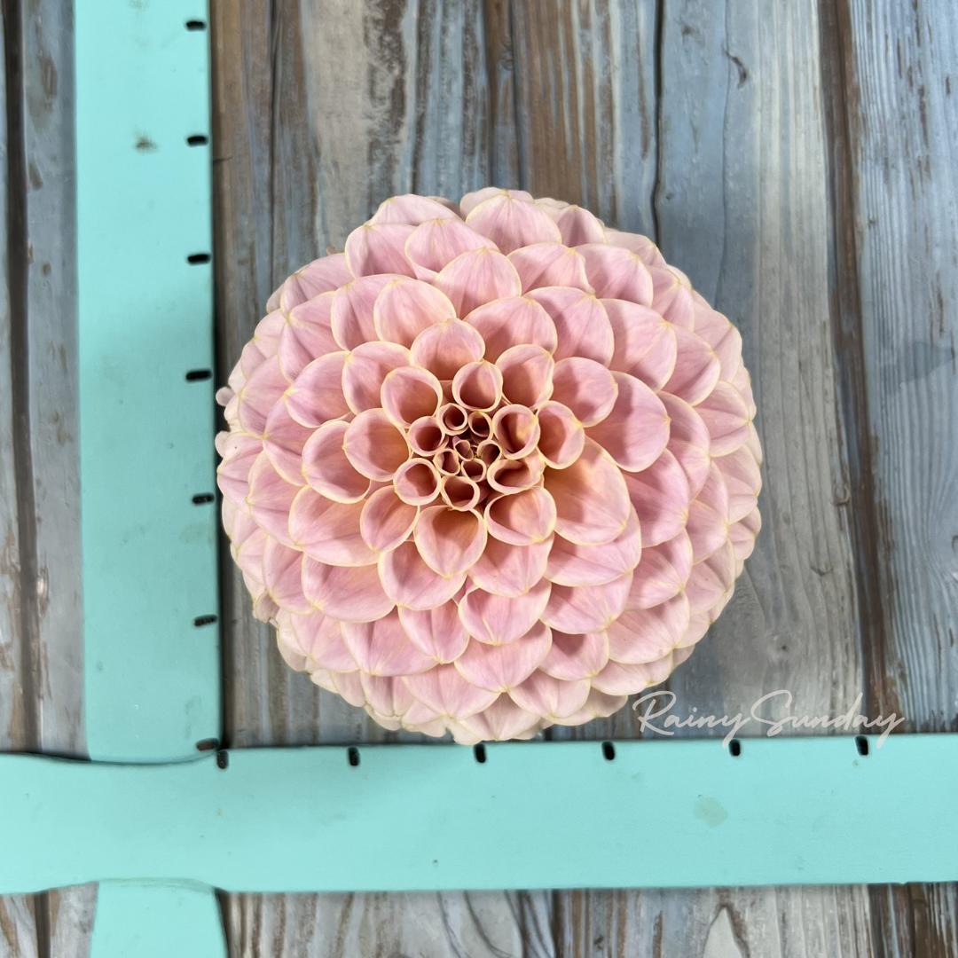 FREE KA's™ Cinder Rose tuber with Mystery dahlia tuber purchase
