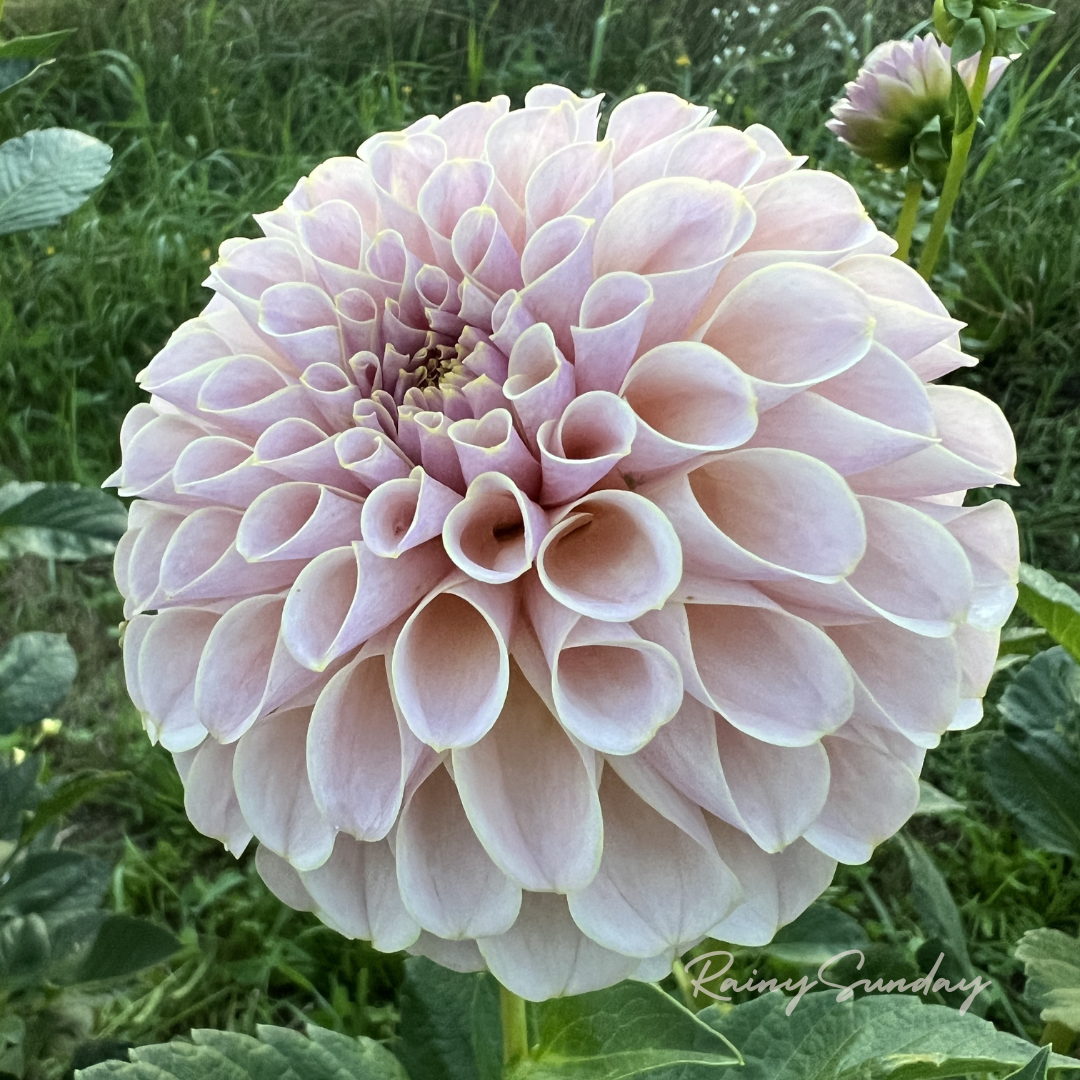 FREE KA's™ Cinder Rose tuber with Mystery dahlia tuber purchase (Flowers Feed Families Fundraiser)