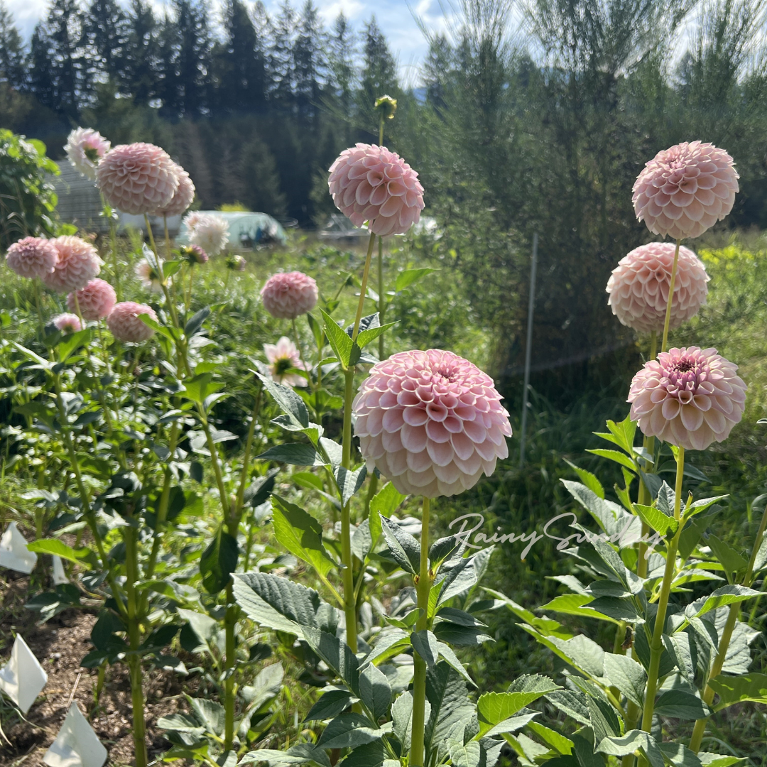 FREE KA's™ Cinder Rose tuber with Mystery dahlia tuber purchase
