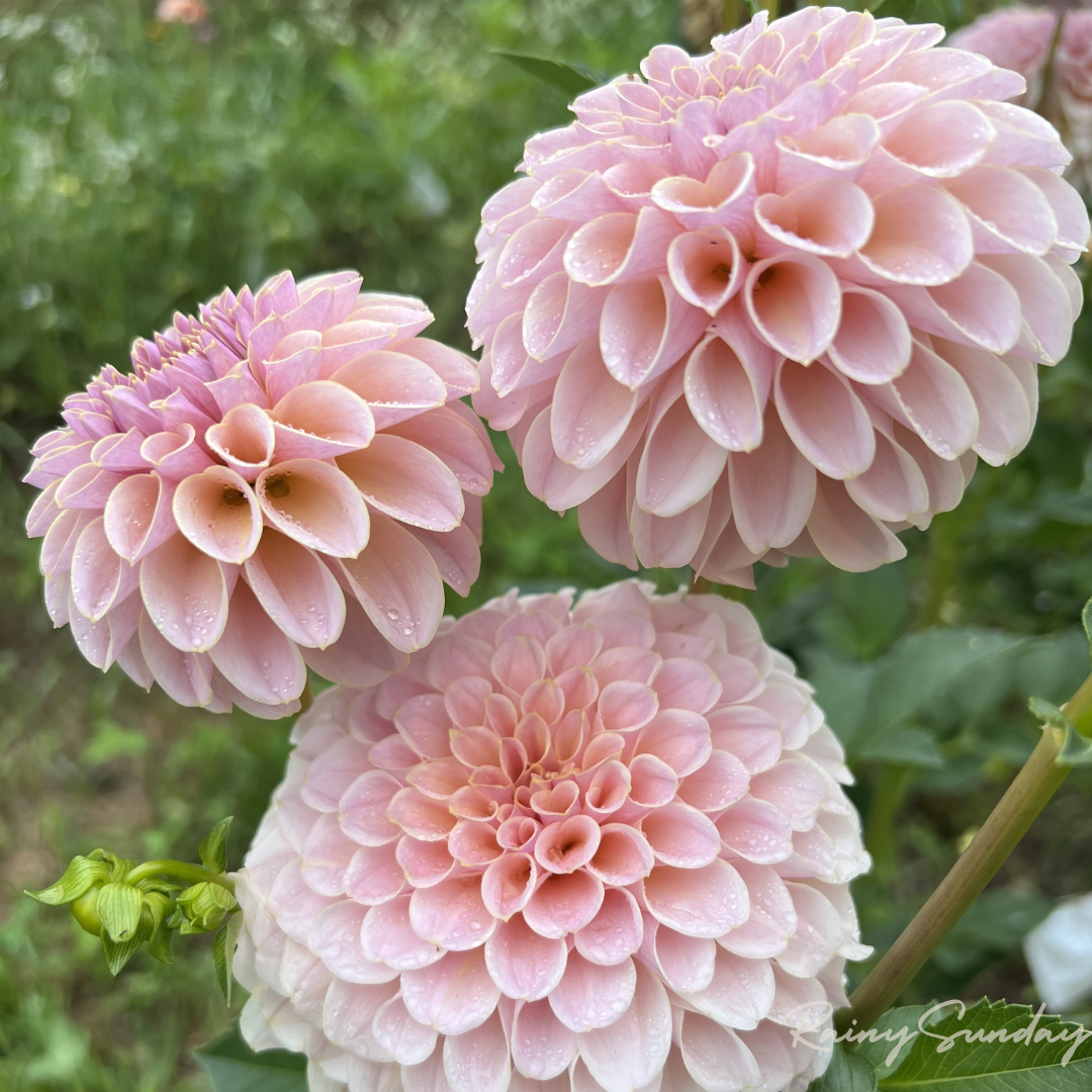 FREE KA's™ Cinder Rose tuber with Mystery dahlia tuber purchase