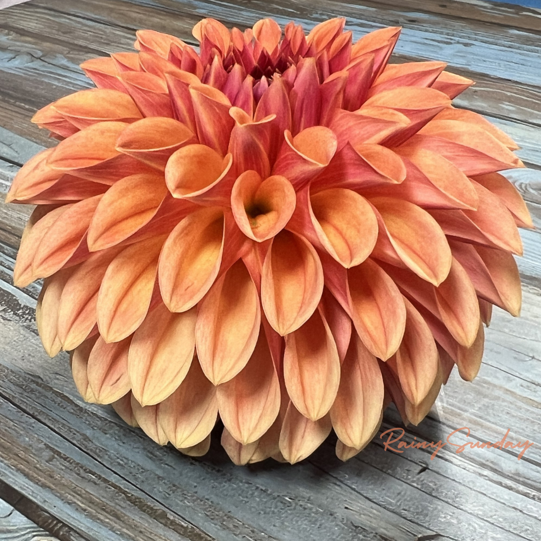 FREE KA's™ Desert Rose tuber with Mystery dahlia tuber purchase