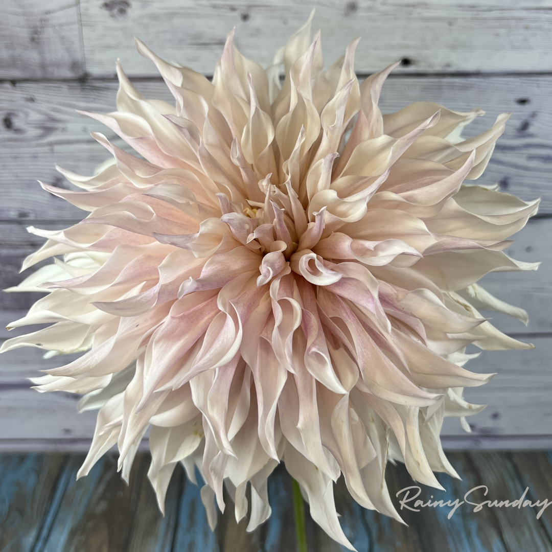 FREE KA's™ Lavender Blush tuber with Mystery dahlia tuber purchase