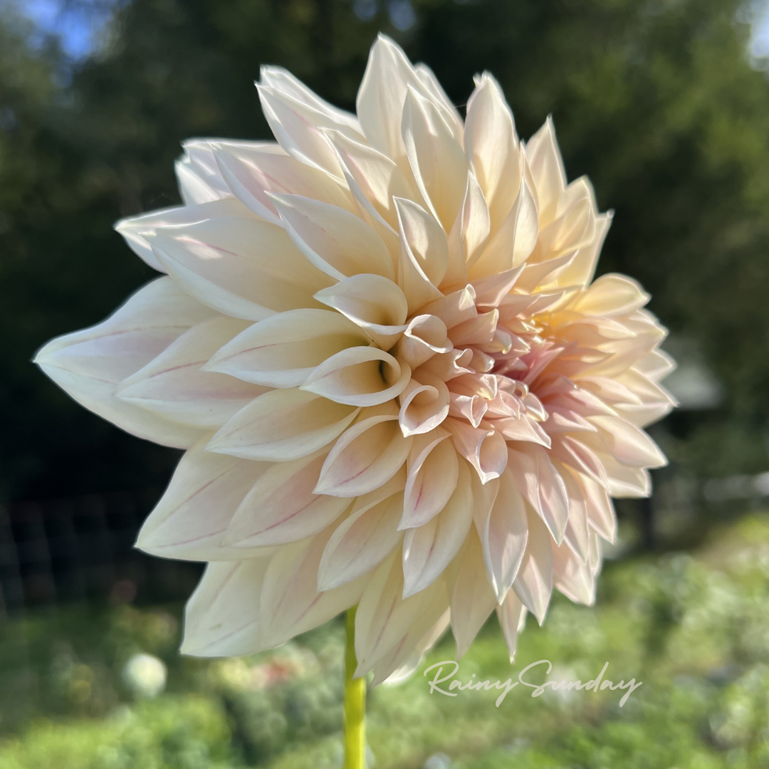 FREE KA's™ Mocha Maya tuber with Mystery dahlia tuber purchase
