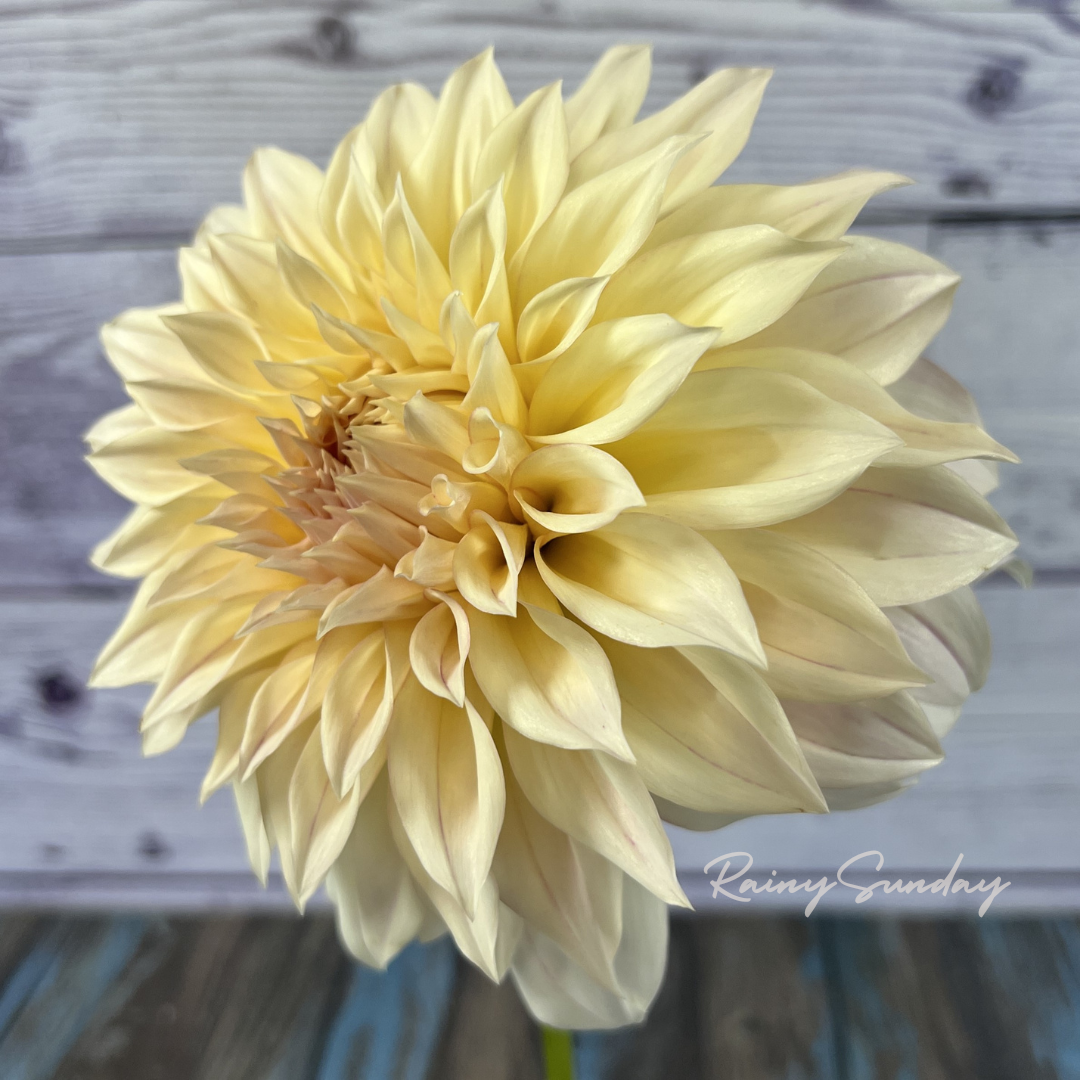 FREE KA's™ Mocha Maya tuber with Mystery dahlia tuber purchase