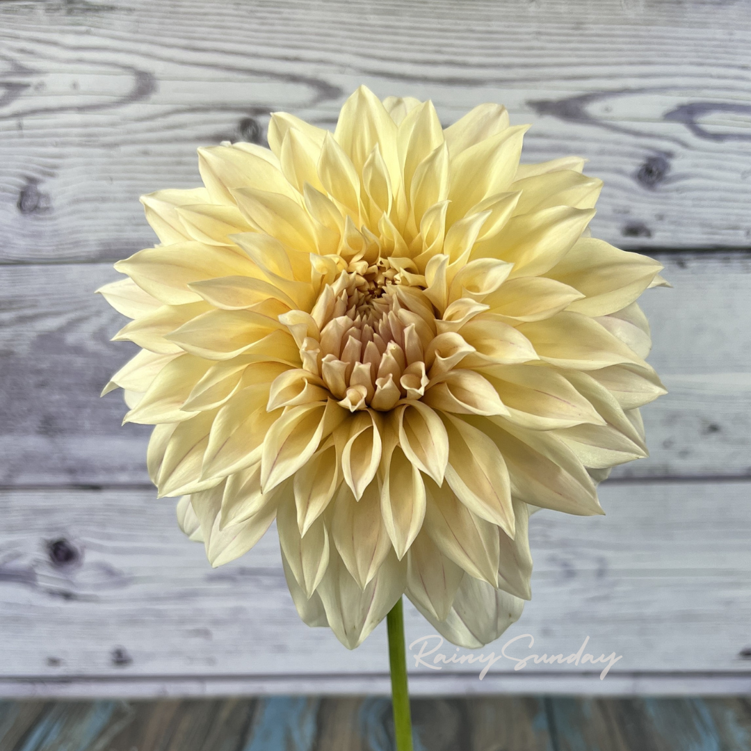 FREE KA's™ Mocha Maya tuber with Mystery dahlia tuber purchase