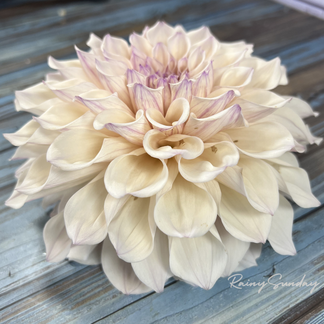FREE KA's™ Pearl tuber with Mystery dahlia tuber purchase (Flowers Feed Families Fundraiser)
