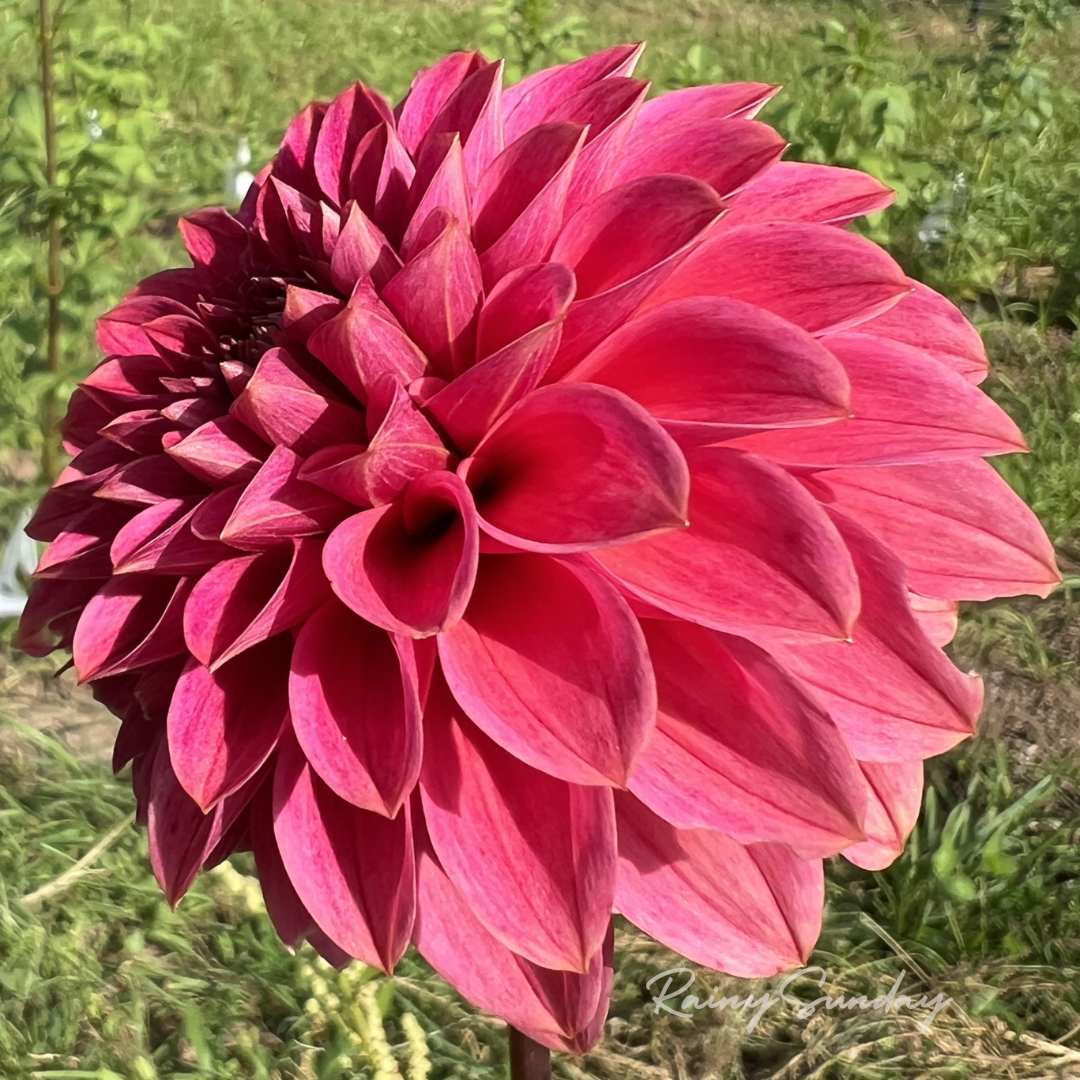 FREE KA's™ Rosie Jo tuber with Mystery dahlia tuber purchase