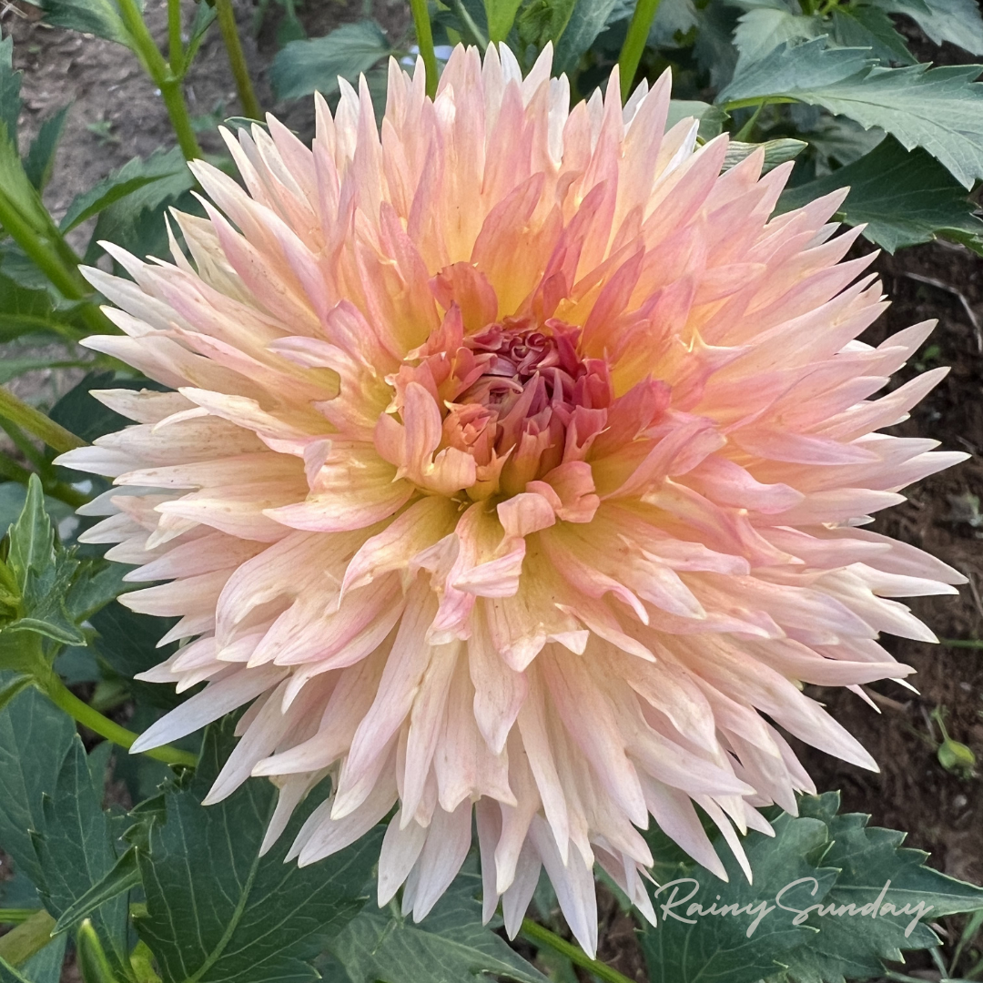 Lakeview Peach Fuzz