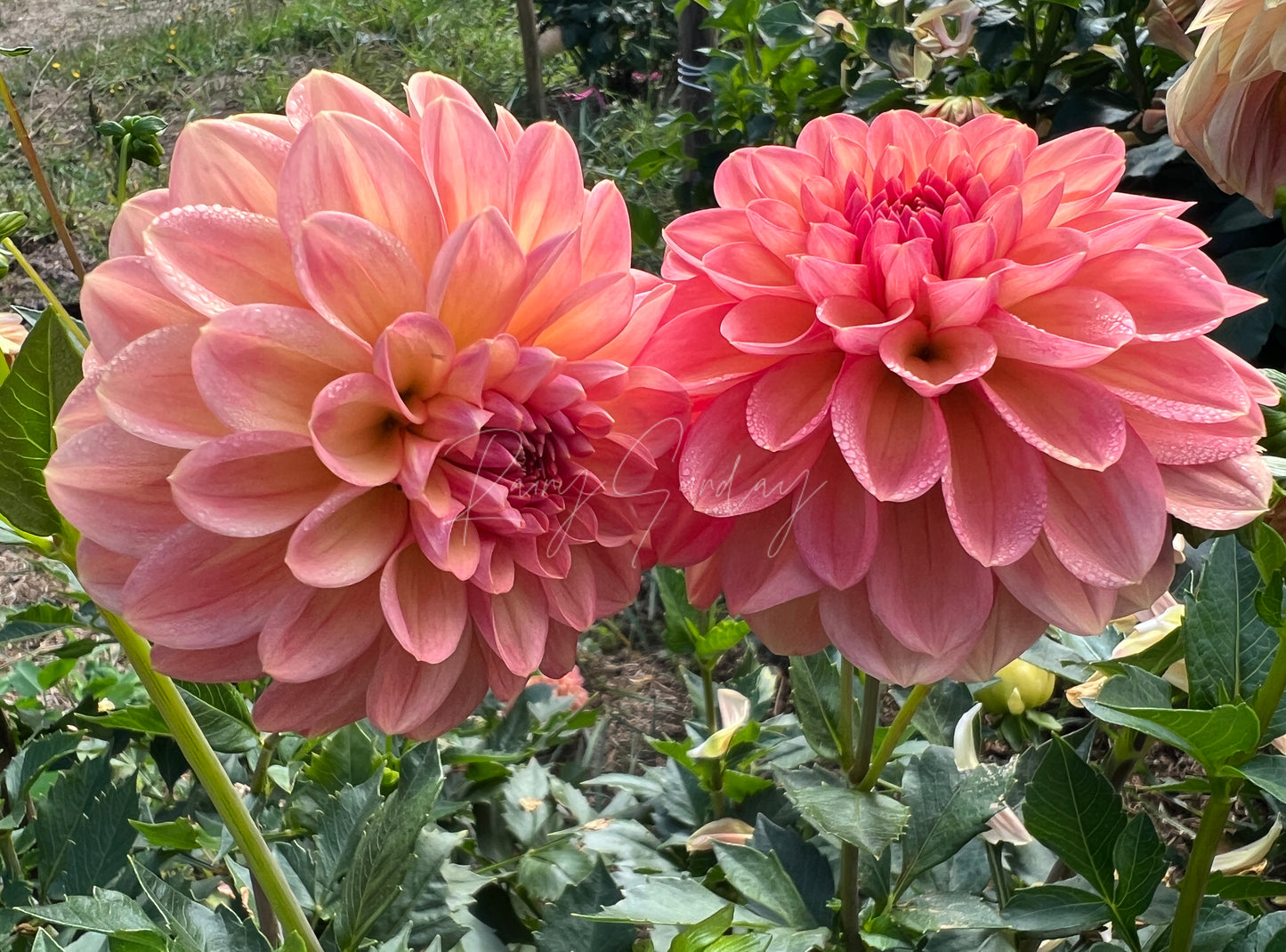 Lark's Ebbe (3 tubers)