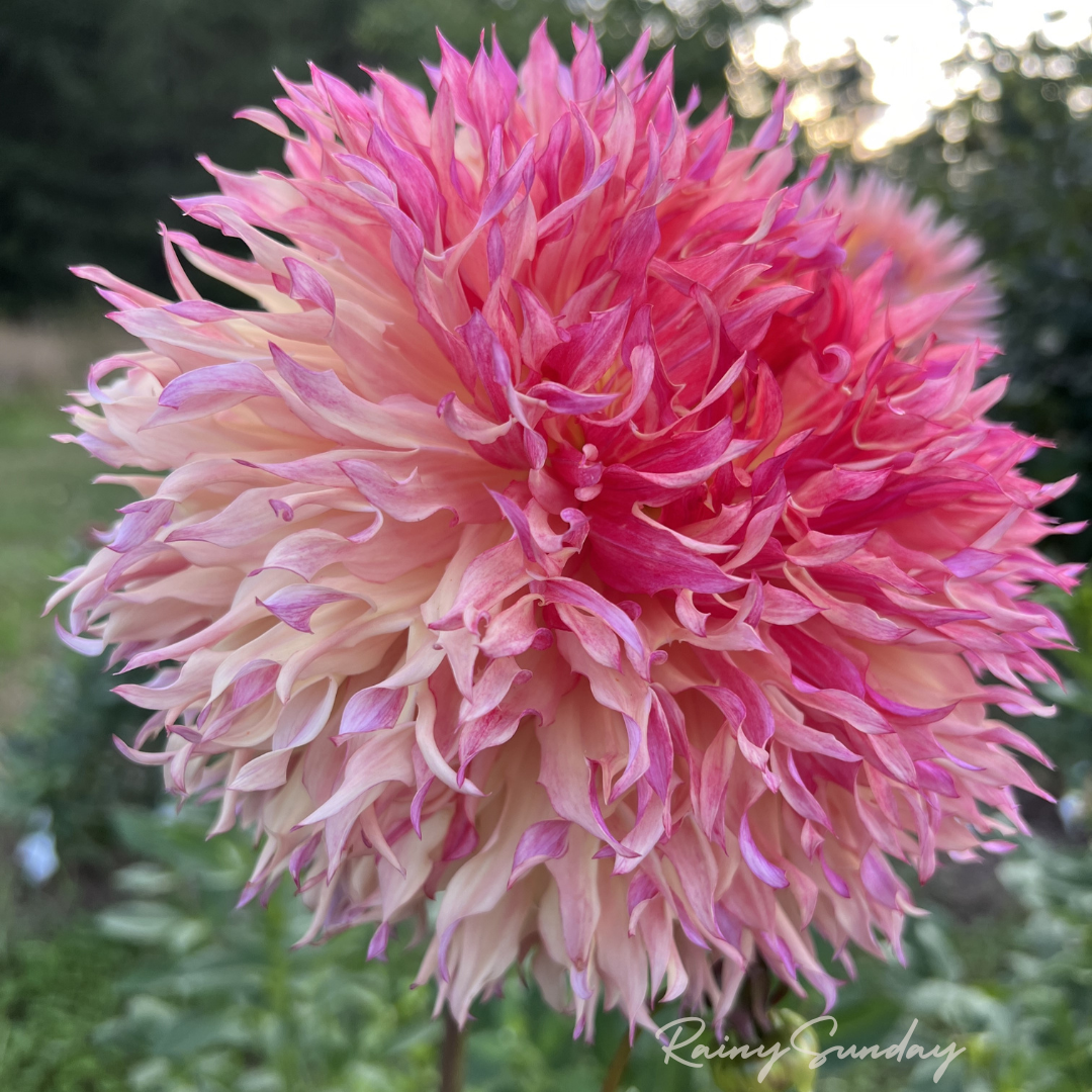 Myrtle's Folly (2 tubers)