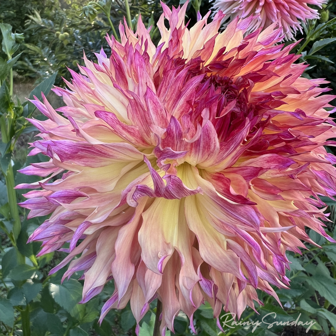 Myrtle's Folly (2 tubers)