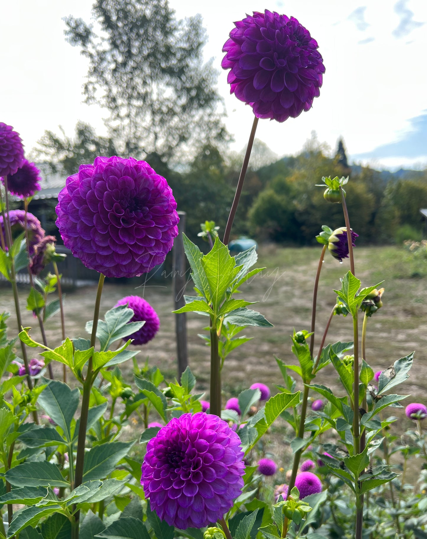 Robann Royal