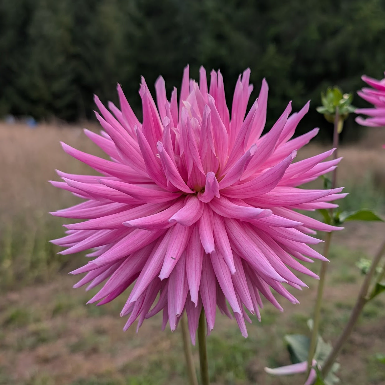 Sandia Barbie