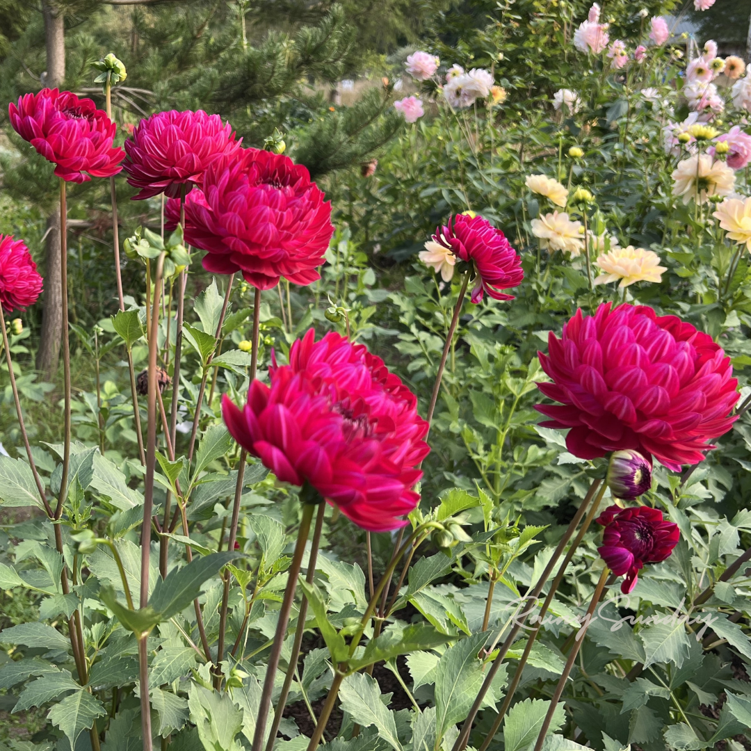 Sandia Bertha