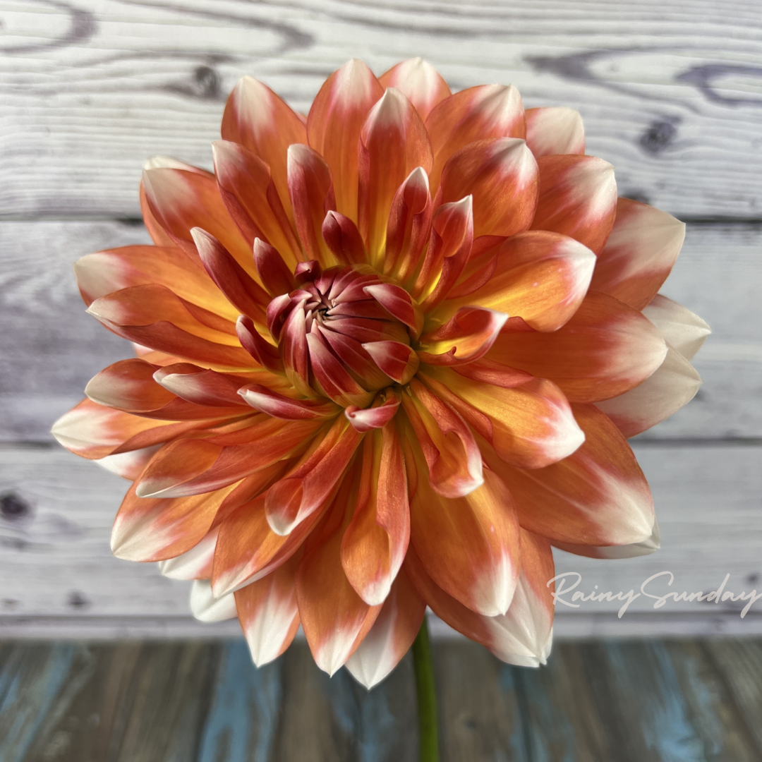 Sandia Candy Corn