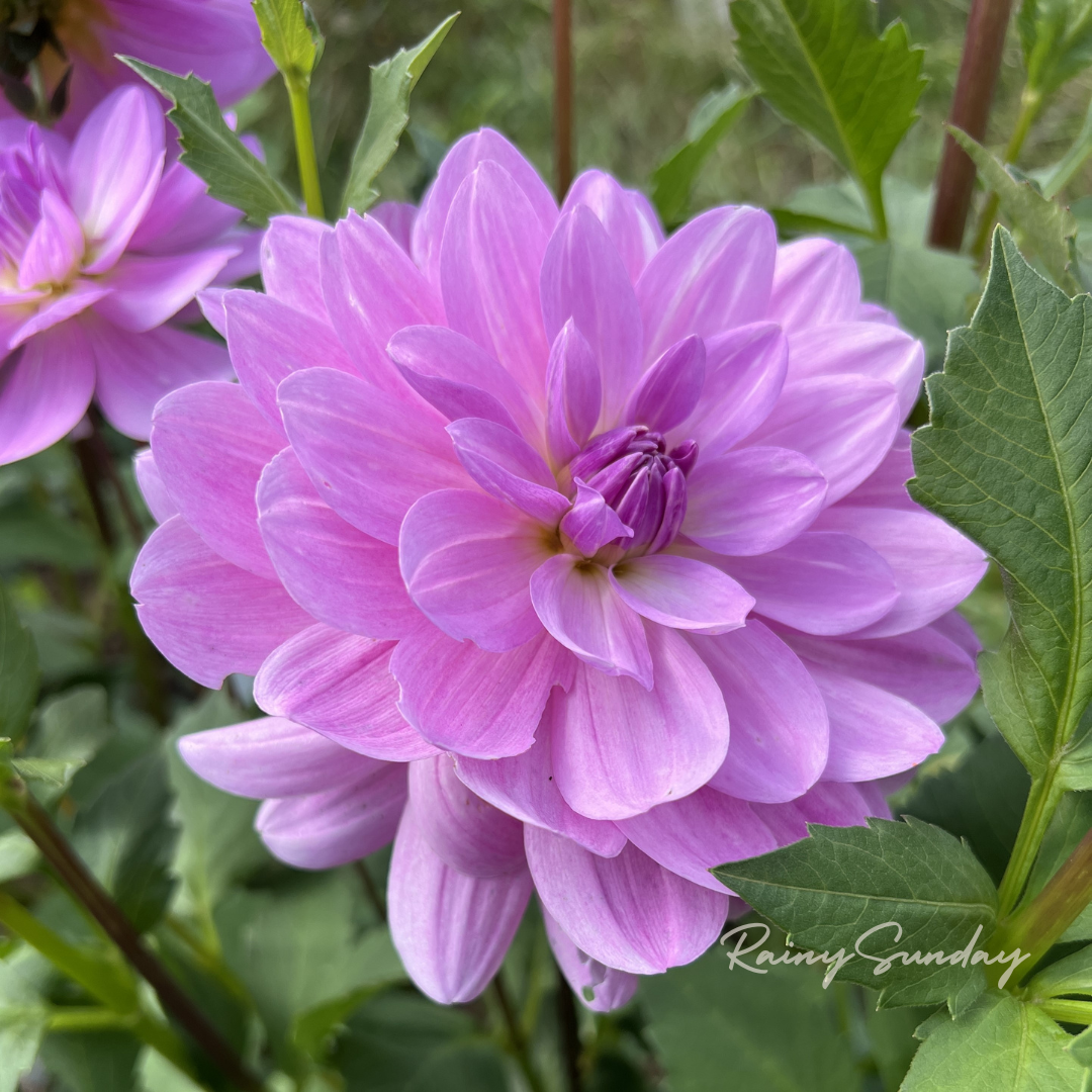 Sandia Shomei