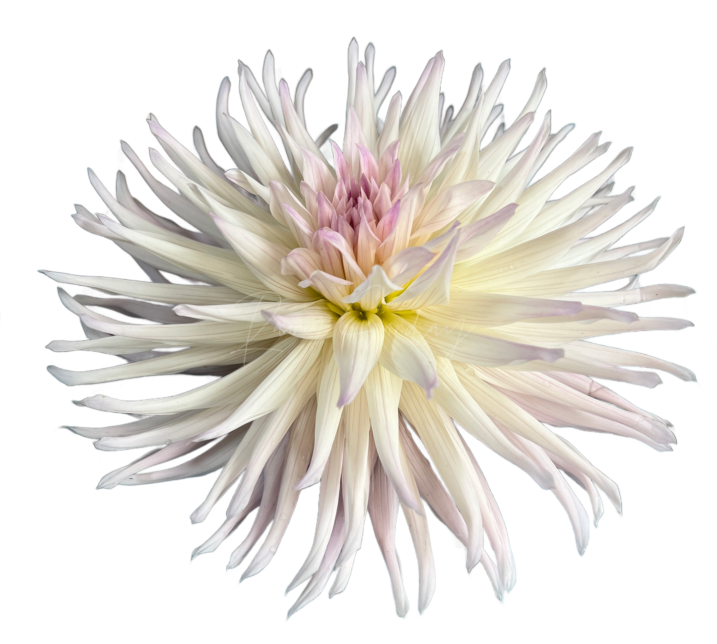 Sandia Stargazer