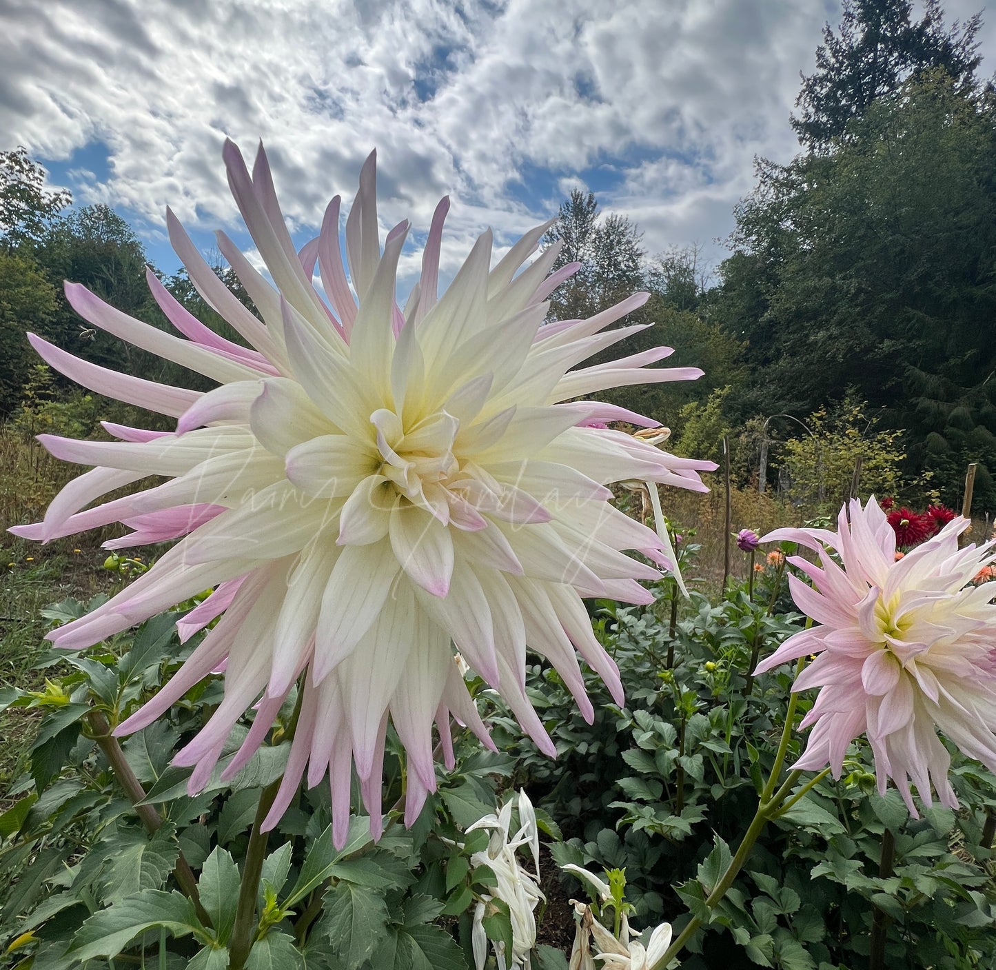 Sandia Stargazer