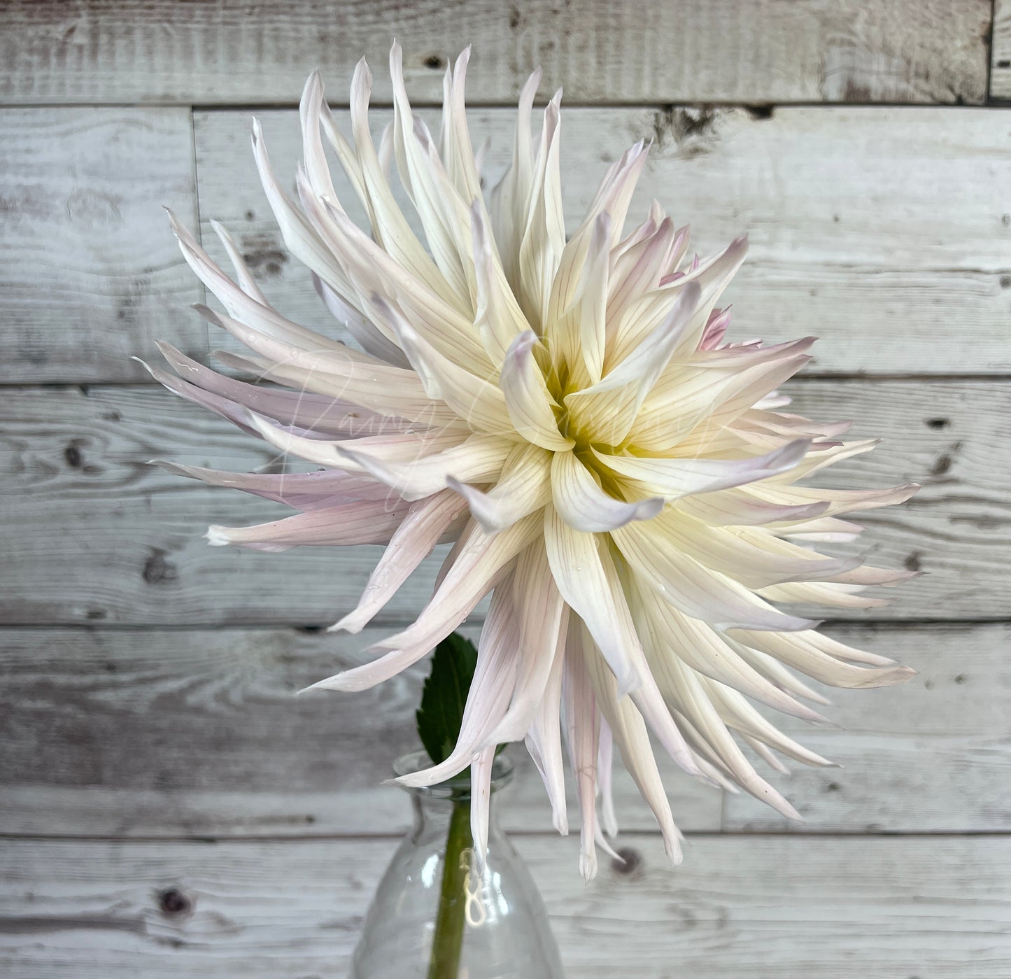 Sandia Stargazer