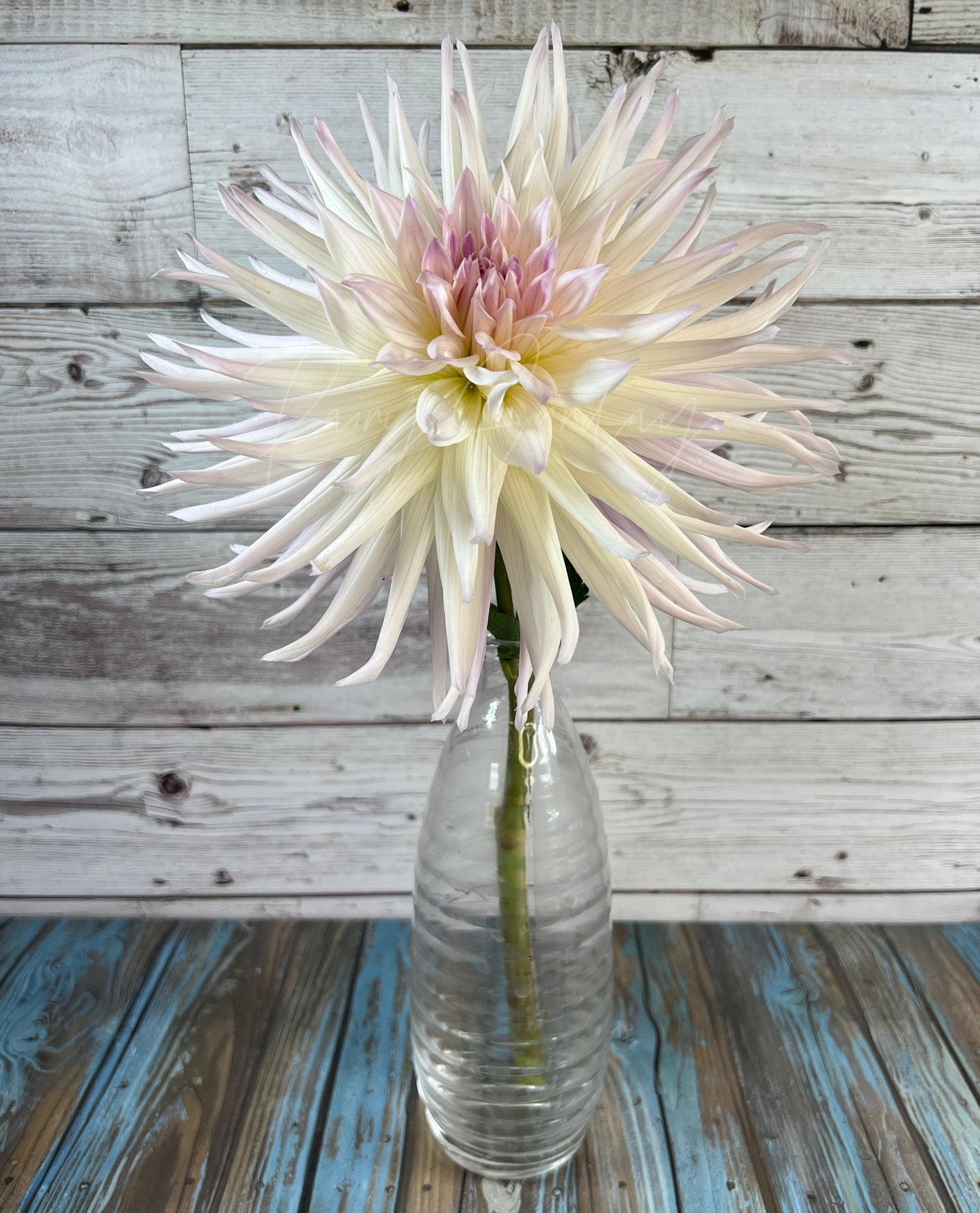 Sandia Stargazer
