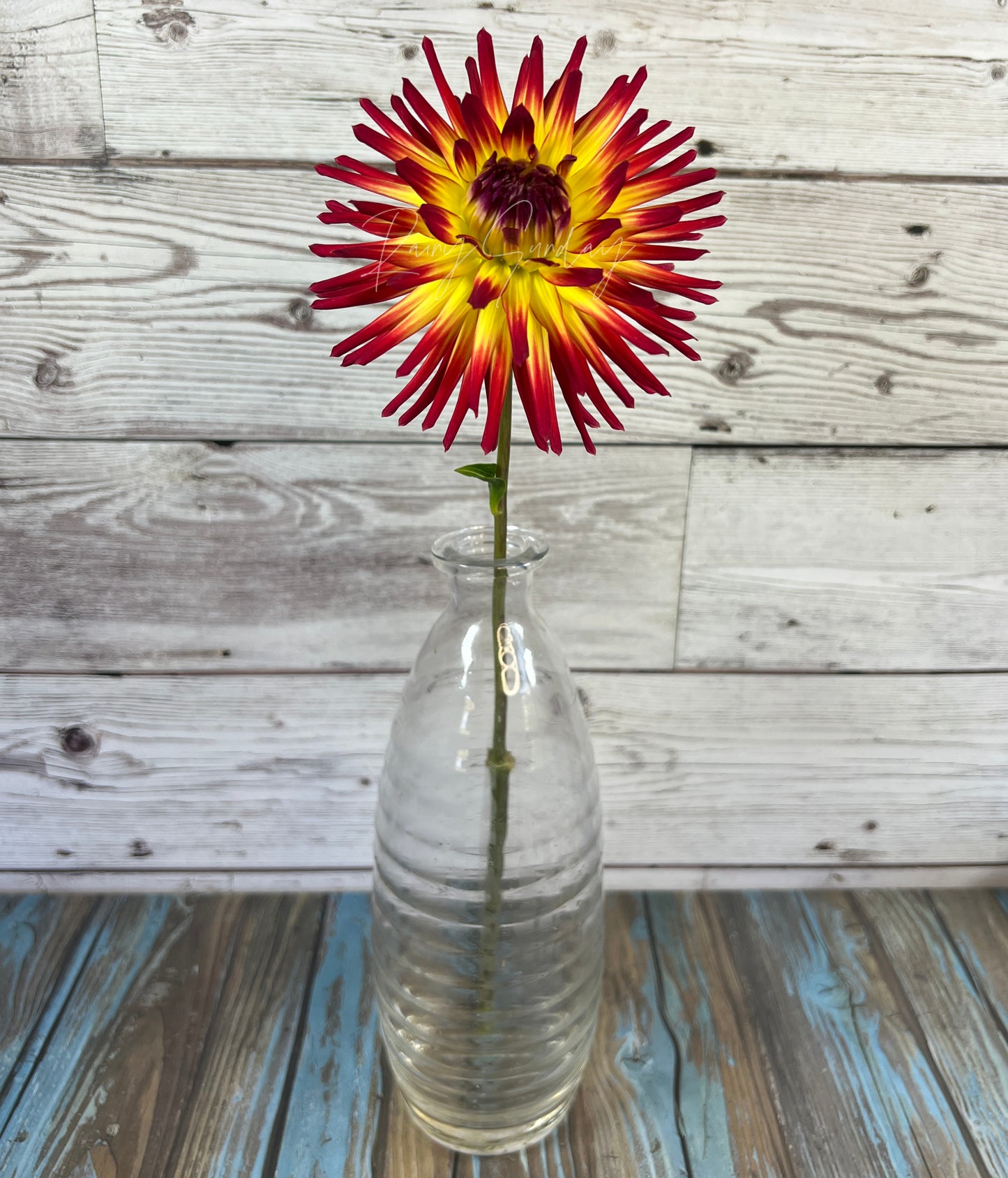 Weston Spanish Dancer