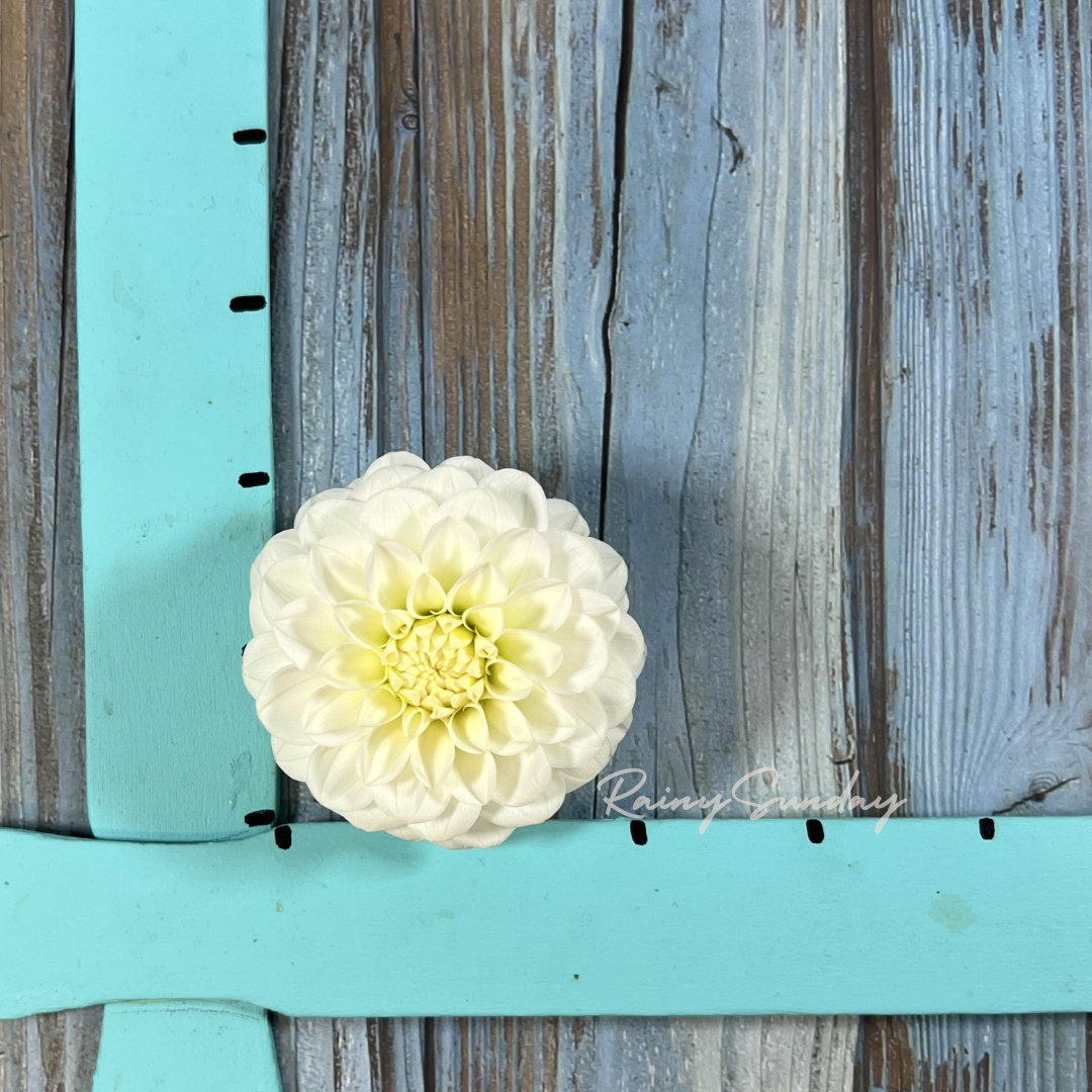 White Aster