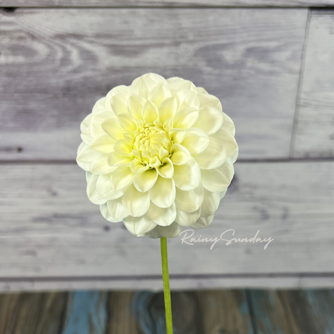 White Aster