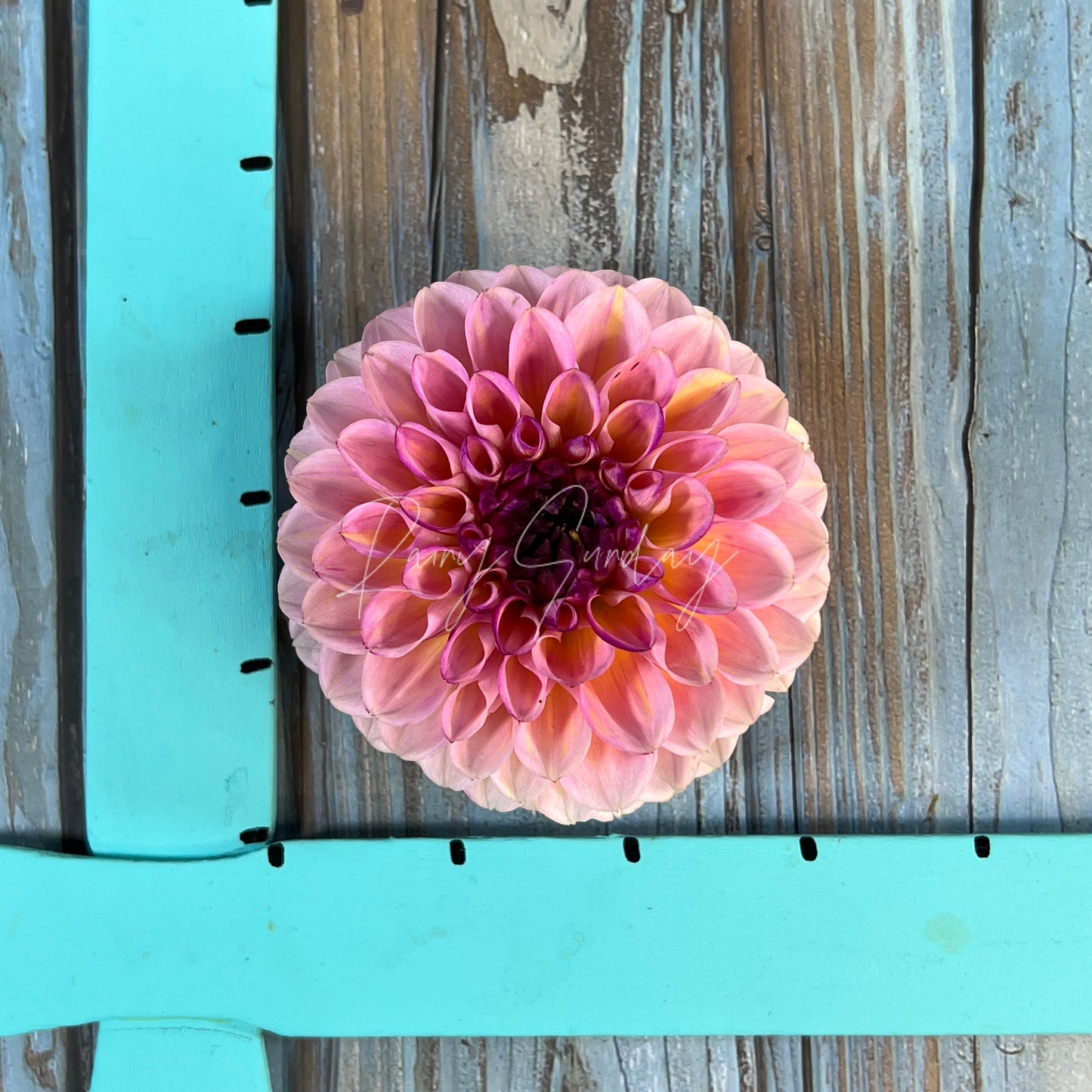 Wine Eyed Jill (2 tubers)